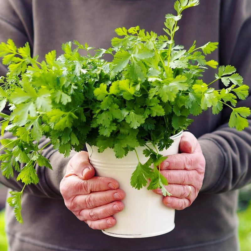Coriander Flavorful Herb Herb Seeds for Planting