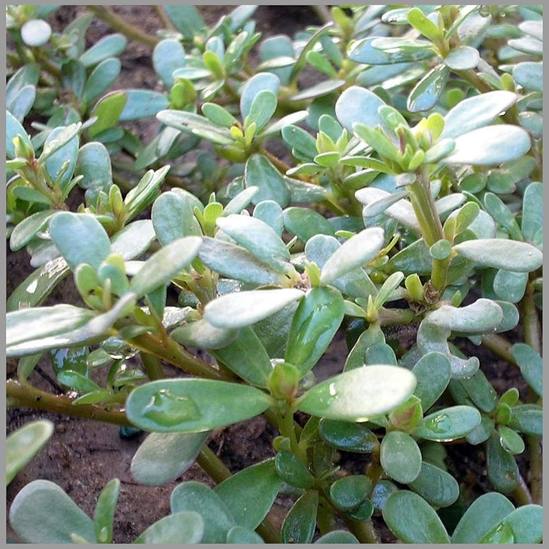 Purslane Portulaca Oleracea Herb Seeds for Planting