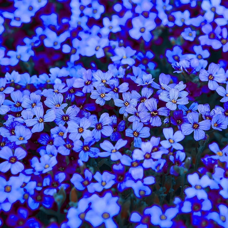 Cascade Aubrieta Stunning Herb Seeds for Planting