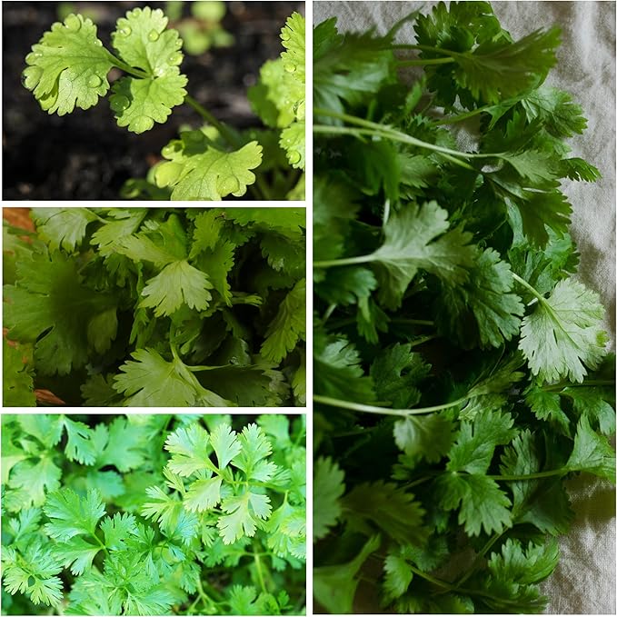 Herb Coriander Coriandrum Herb Seeds for Planting
