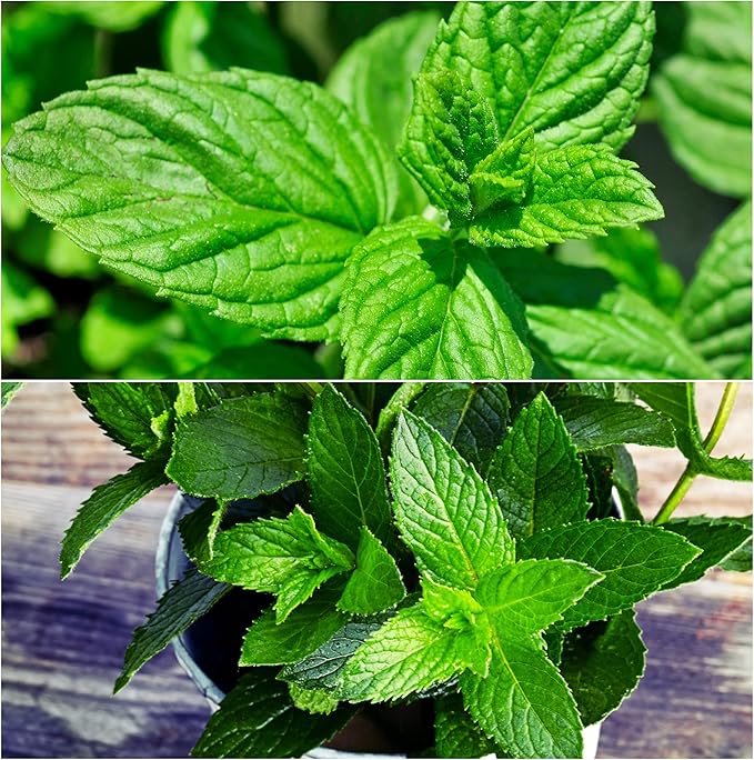 Drive Midge Grass Herb Seeds for Planting