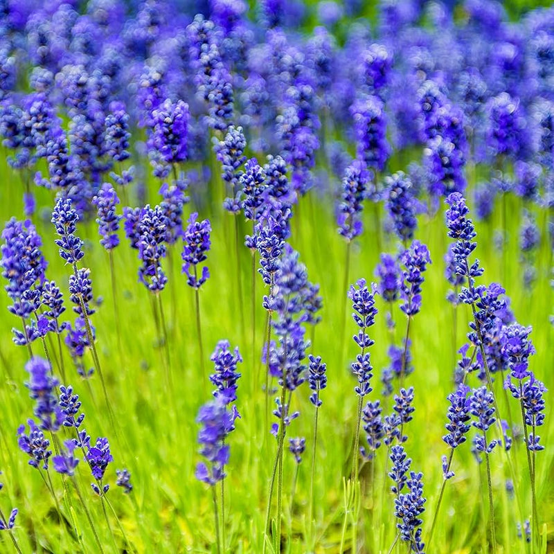 Elegance Sky Lavender Herb Seeds for Planting