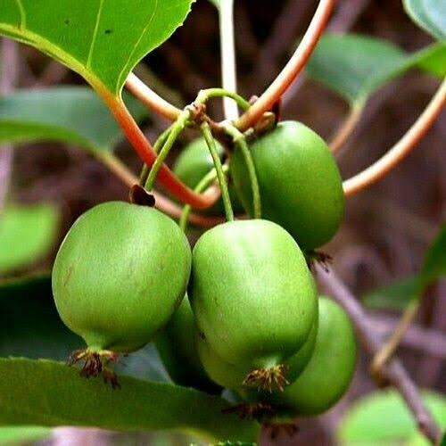 Issai Kiwi Seeds for growing Actinidia arguta cold-hardy sweet kiwi berry fruit vines