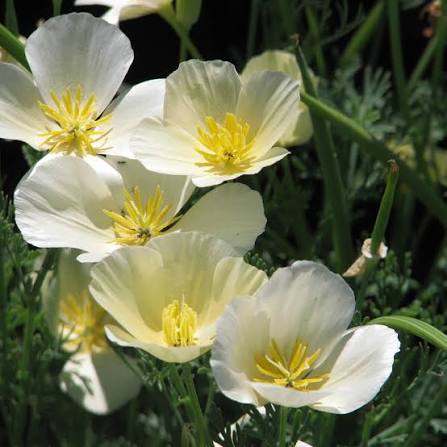 California Poppy Eschscholzia Californica Alba White flower seeds for planting