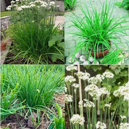 Garlic Chives Herb Microgreen Seeds with slender fresh green garlic chive microgreens