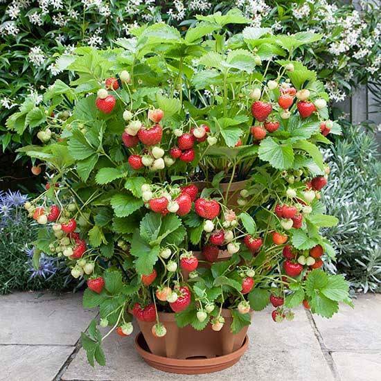 Alpine Strawberry microgreen seeds for indoor tray growing and home gardens
