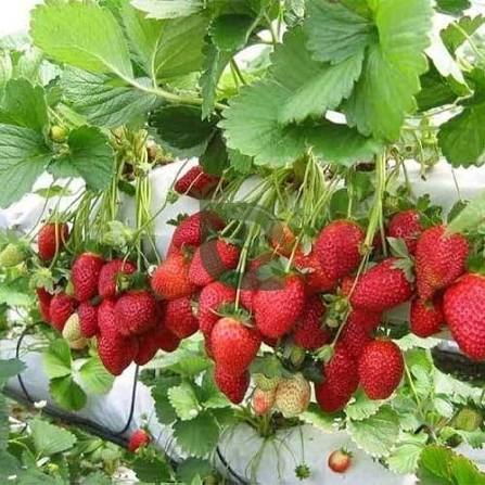 Alpine Strawberry microgreen seeds for indoor tray growing and home gardens
