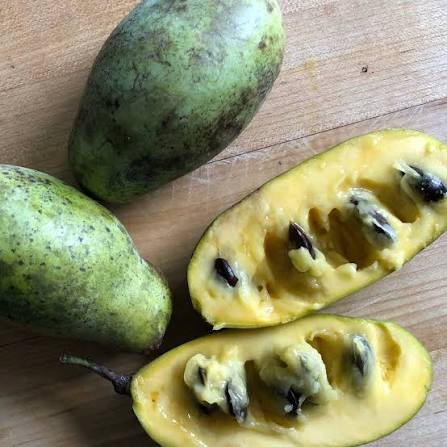 Potomac Pawpaw Tree Seeds for growing Asimina triloba edible fruit trees