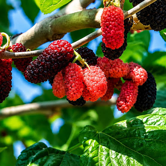 Red Mulberry Seeds for growing Morus rubra sweet dark edible fruit trees