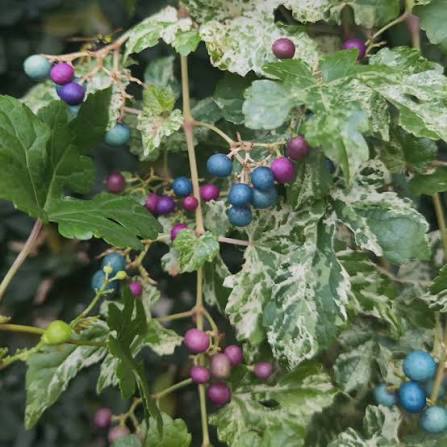 Porcelain Berry Vine Seeds for growing Ampelopsis brevipedunculata blue pink purple berry climbing vines