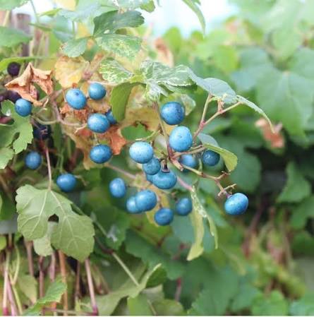 Porcelain Berry Vine Seeds for growing Ampelopsis brevipedunculata blue pink purple berry climbing vines
