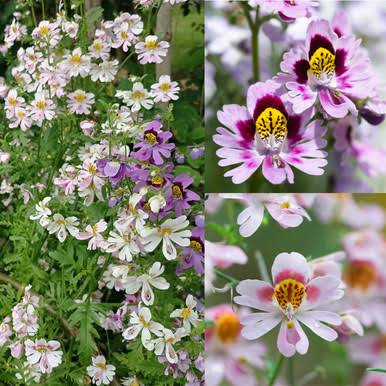 Schizanthus Angel Wings Mixed Flower Seeds with colorful orchid-like blooms