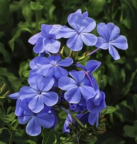 Phlox Drummondii Beauty Blue annual phlox flowers grown from seeds
