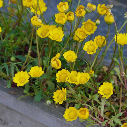 Yellow Annual Chrysanthemum Multicaule flowers growing in a garden
