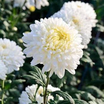 Chrysanthemum Segetum Eldorado golden yellow flowers growing in a garden