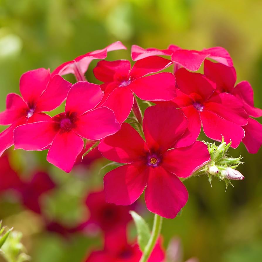 Annual Phlox Beauty Scarlet Phlox Drummondii flowers growing in a garden