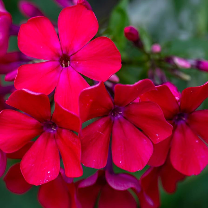 Annual Phlox Beauty Scarlet Phlox Drummondii flowers growing in a garden
