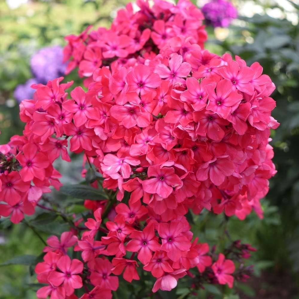 Annual Phlox Beauty Scarlet Phlox Drummondii flowers growing in a garden