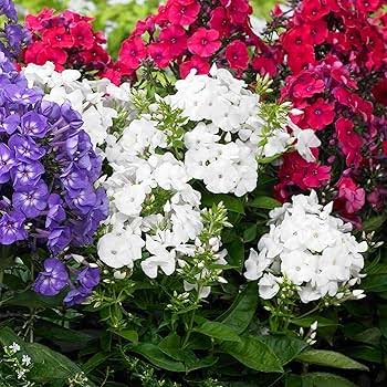 Phlox Cuspidata Twinkle Dwarf Mixed annual phlox flowers grown from seeds
