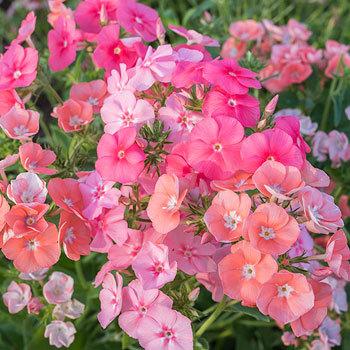 Annual Phlox Phlox Drummondii Grandiflora Leopoldii flower seeds for planting