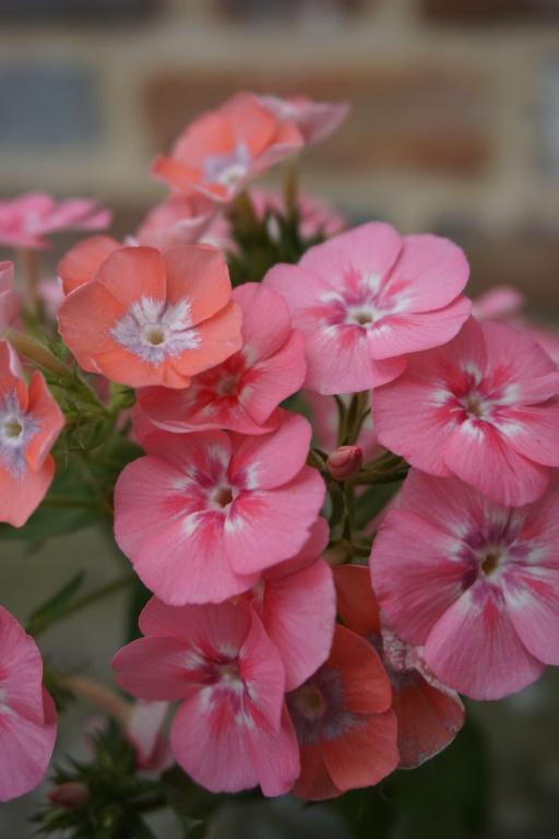 Annual Phlox Phlox Drummondii Grandiflora Leopoldii flower seeds for planting