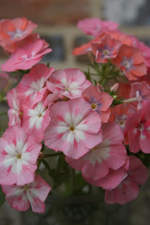 Annual Phlox Phlox Drummondii Grandiflora Leopoldii flower seeds for planting