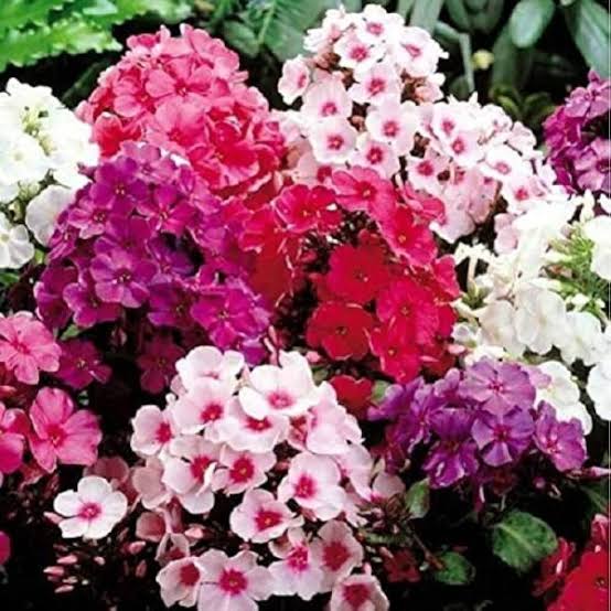 Annual Phlox Phlox Drummondii Large Flowered Mix seeds with colorful blooms