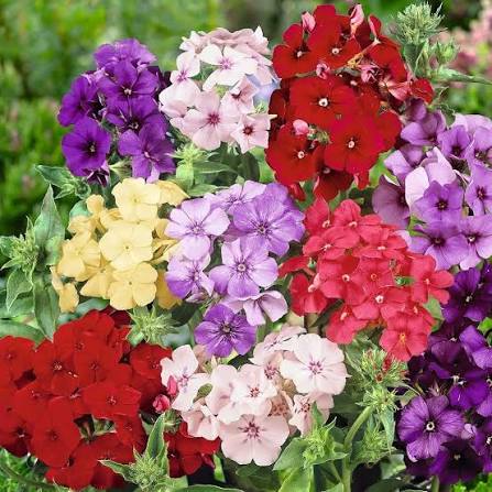 Annual Phlox Phlox Drummondii Tall Yellow flower seeds with bright yellow blooms
