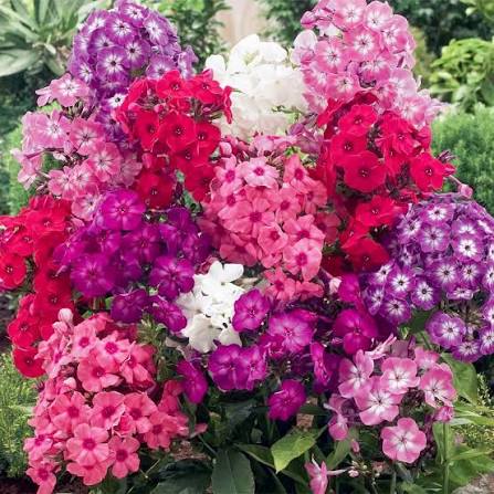 Phlox Cuspidata Twinkle Tall Mixed annual phlox flowers grown from seeds
