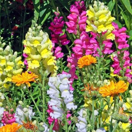 Tom Thumb Mixed Snapdragon Antirrhinum majus flower seeds