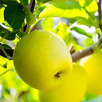 Antonovka Apple Tree Seeds for growing yellow-green fruit trees with pink-white spring flowers