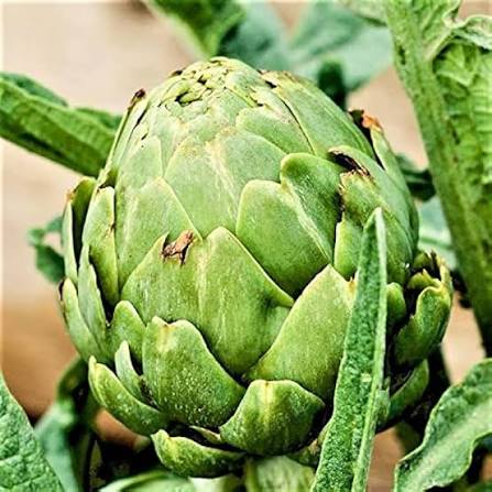 Artichoke Green Globe vegetable microgreen seeds for home growing