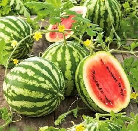 Asian J Watermelon Seeds garden fruit variety for home planting