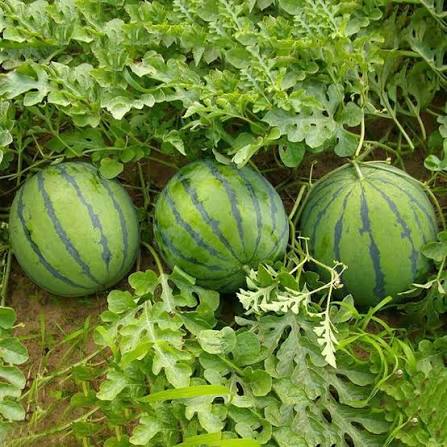 Asian J Watermelon Seeds garden fruit variety for home planting