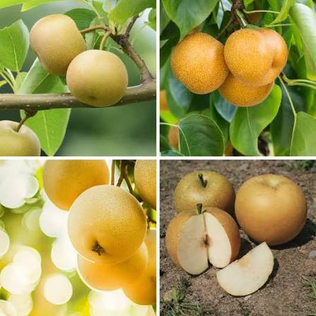 Asian Pear Tree Seeds for growing Pyrus pyrifolia Oriental Japanese edible fruit trees