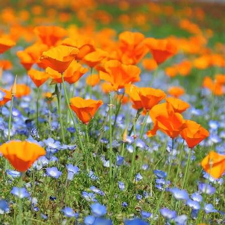 California Poppy Eschscholzia Californica Aurantiaca flower seeds for planting