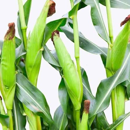Baby Corn Seeds for Planting – Tender Young Baby Corn Vegetable Crop