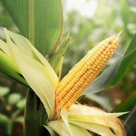 Baby Corn Seeds for Planting – Tender Young Baby Corn Vegetable Crop