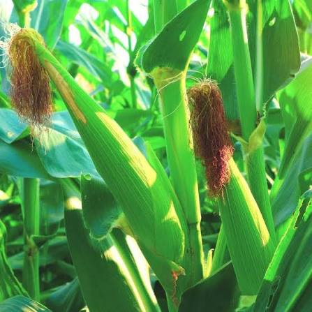 Baby Corn Seeds for Planting – Tender Young Baby Corn Vegetable Crop