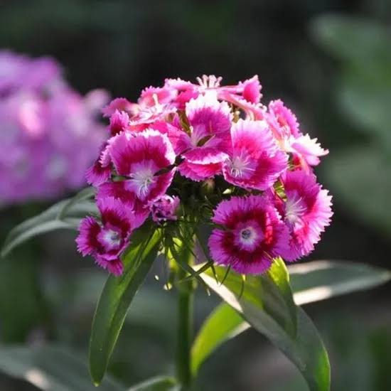Dianthus Chinensis Baby Doll Mixed China Pink flower seeds for planting