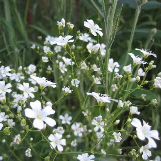 White Gypsophila Baby's Breath Flower seeds for planting
