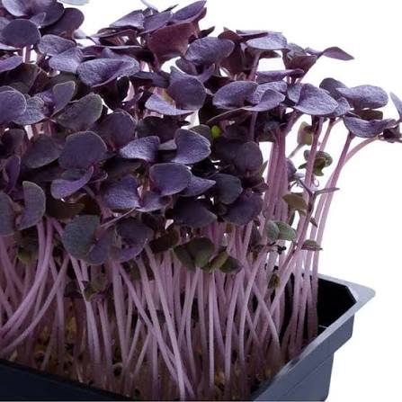 Basil Purple Dark Opal herb microgreen seeds for growing colorful basil greens