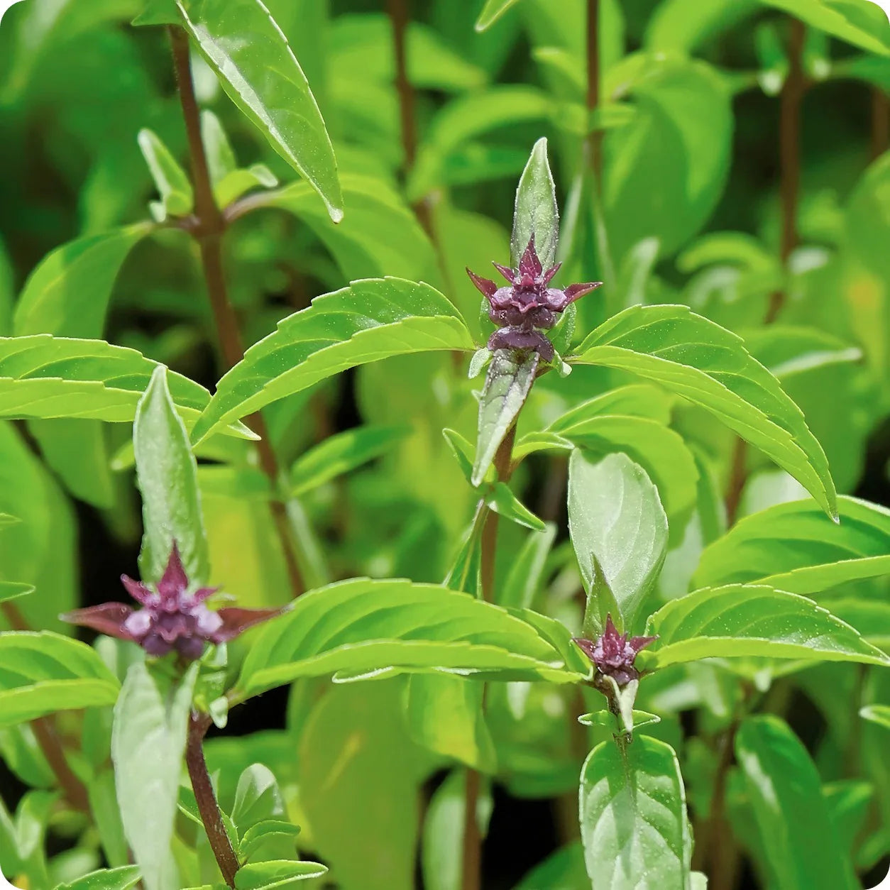 Sweet Thai Basil Herb Seeds for Planting