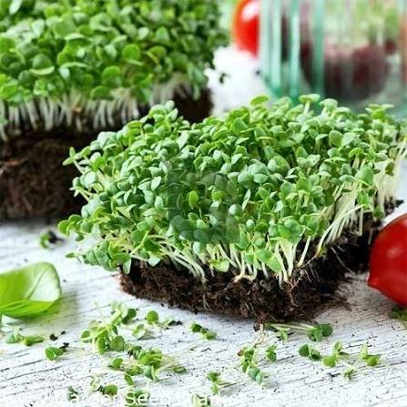 Basil Verred Green herb microgreen seeds for growing fresh basil greens