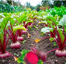 TRP Beetroot Seeds root vegetable variety for home garden planting