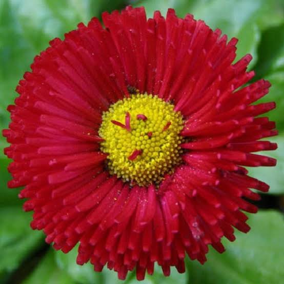 Bellis perennis Pomponette Rose English Daisy flower seeds
