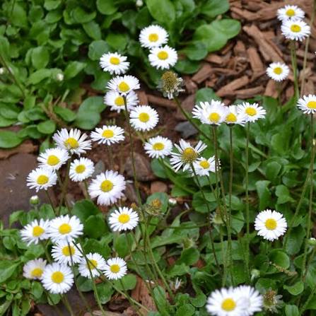 Bellis perennis Single Meadow Daisy white English Daisy flower seeds