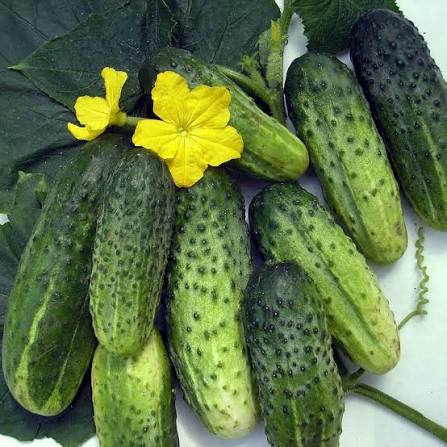 Bicolor Cucumber Seeds – Two-Tone Cucumber Vegetable Garden Variety
