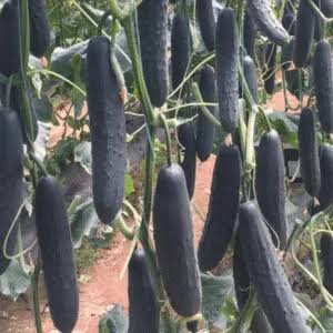 Black Cucumber Seeds – Unique Dark Cucumber Garden Vegetable Variety