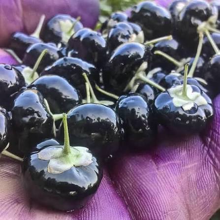 Rare Black Goji Berry Seeds for growing Lycium ruthenicum exotic wolfberry fruit plants